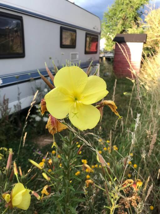 Tiny House Anneliese Hunde Okay Hébergement de vacances Oberbettingen